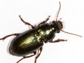 Harpalus affinis